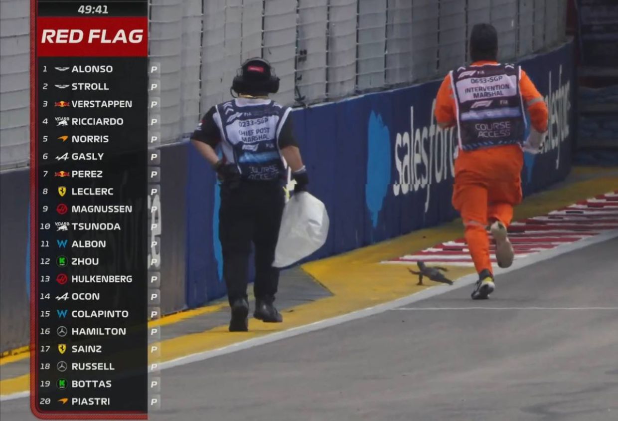 Kərtənkələ trasa çıxdı: Formula 1-də qırmızı bayraq qaldırıldı – FOTO